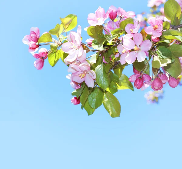 Bloeiende apple boom roze bloemen — Stockfoto