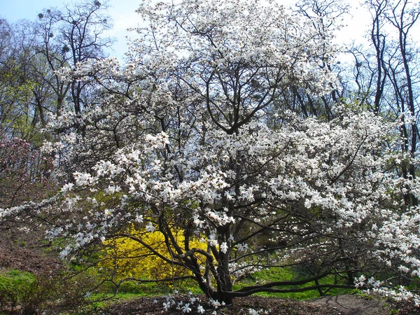 stock image Magnolia tree