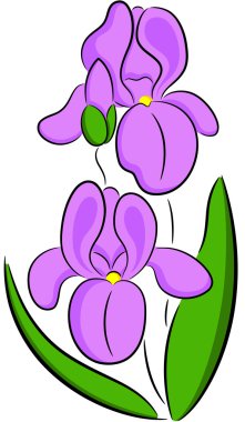 Iris Flower clipart