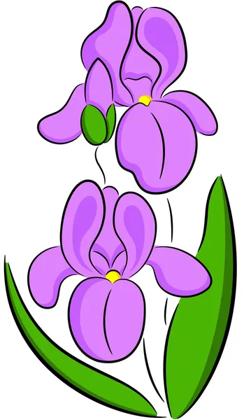 Iris fleur — Image vectorielle