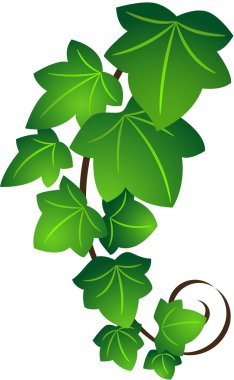 Ivy twig clipart