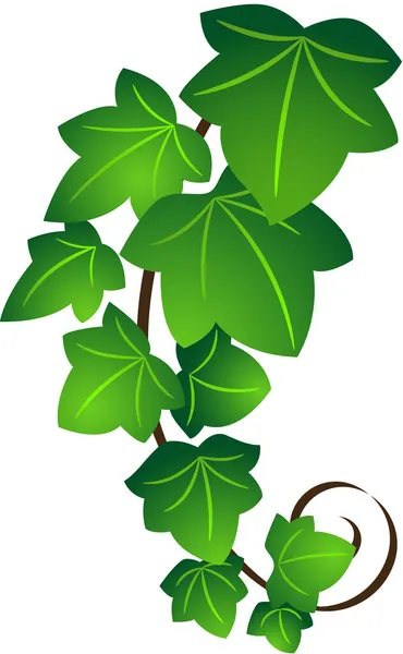 Ivy twig — Stock vektor