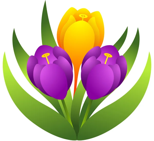 Крокус квіти — стоковий вектор