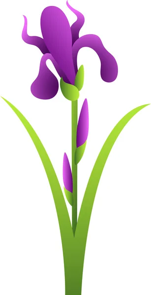Iris bloem — Stockvector
