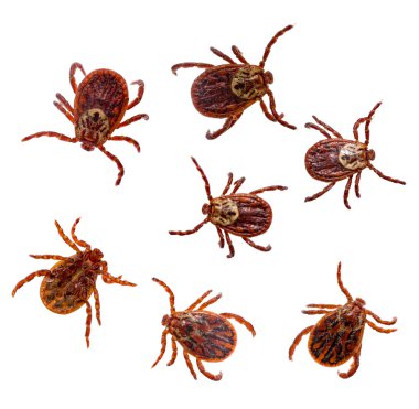 Ticks on white clipart