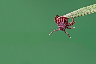 Tick on grass clipart