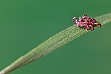 kene çimenlerin üzerinde