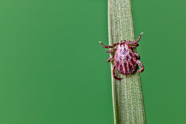 Tick on grass clipart