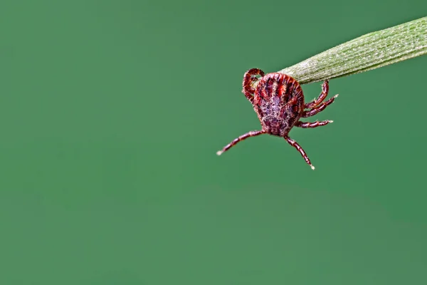 Tick on grass — Stock Photo, Image