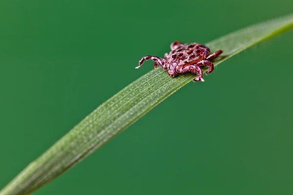 Tick on grass — Stock Photo, Image