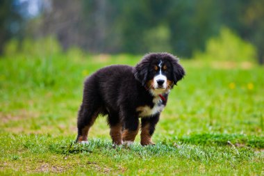 Çimenlerin üzerinde siyah köpek yavrusu