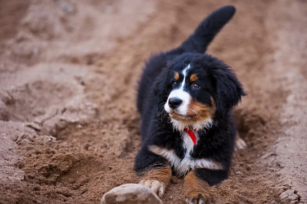 Puppy in zand — Stockfoto
