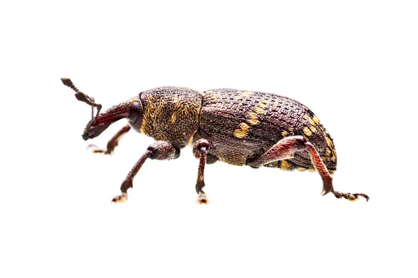 Bug em branco — Fotografia de Stock
