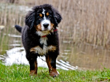 Bernese dağ köpeği