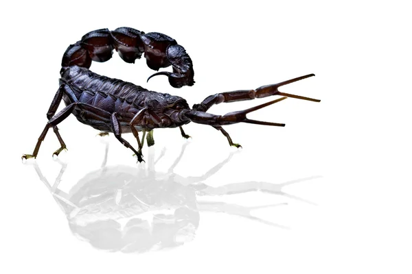 Skorpion na biały — Zdjęcie stockowe