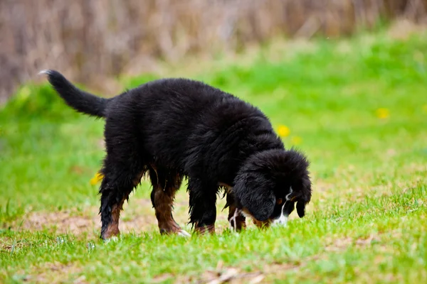 Bernský salašnický pes — Stock fotografie
