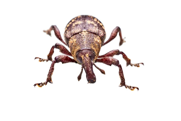 Escarabajo aislado en blanco —  Fotos de Stock