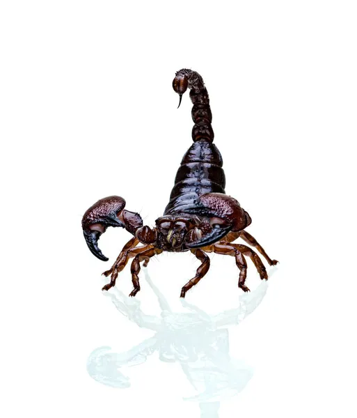 Большой чёрный скорпион — стоковое фото