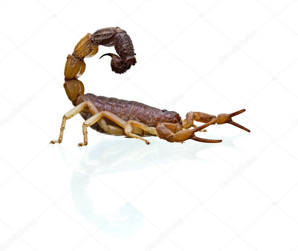 Big scorpion on white