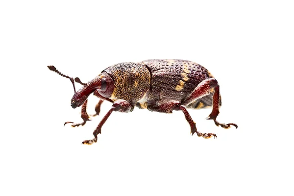 Escarabajo sobre fondo blanco —  Fotos de Stock