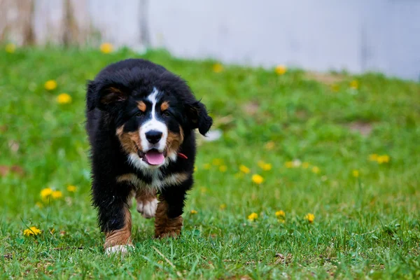 Bernský salašnický pes Stock Snímky