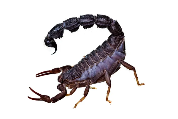 Scorpion — Stock Photo, Image