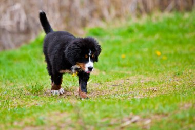 Bernese dağ köpeği