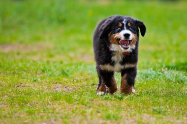 Bernese Mountain Dog clipart