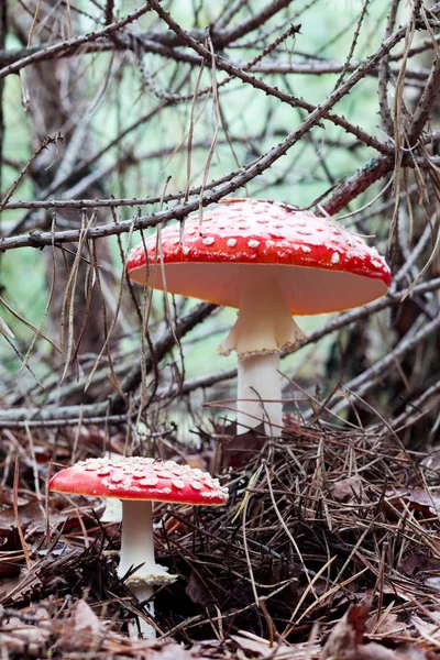 stock image Toadstools