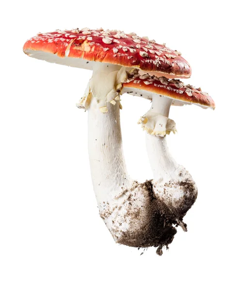 stock image Mushroom