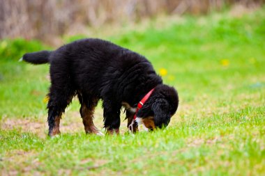 Bernese dağ köpeği