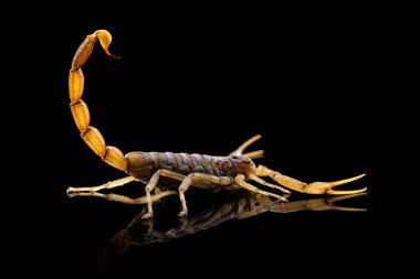 Scorpion clipart