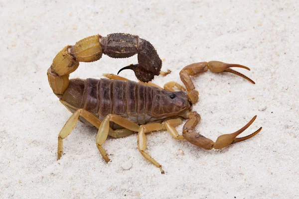 Scorpion — Stockfoto