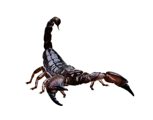 Скорпион — стоковое фото