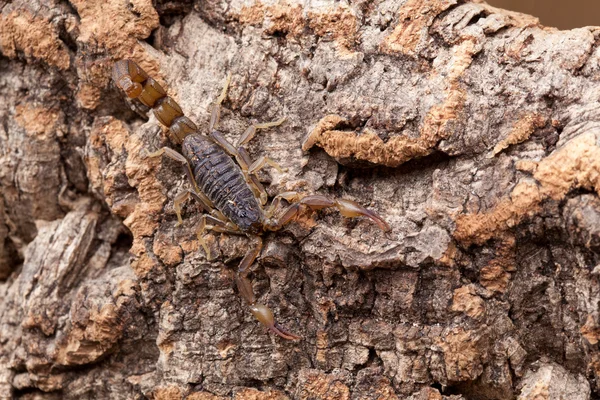 Skorpion — Zdjęcie stockowe