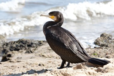 Cormorant clipart