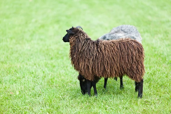 Goat on grass — Stock Photo, Image