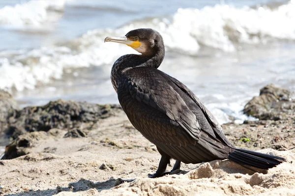 stock image Cormorant