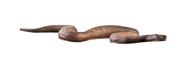 Металлическая змея — стоковое фото