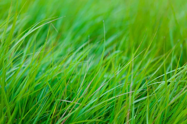 Трави є зеленішою — стокове фото