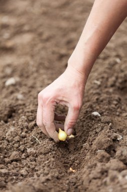 Woman hand planting shallot clipart