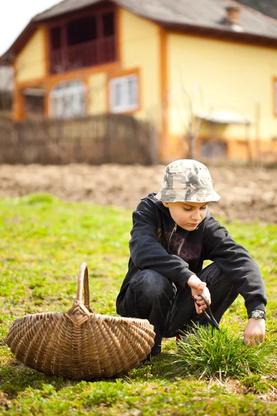 国家的男孩割草为动物的 — 图库照片