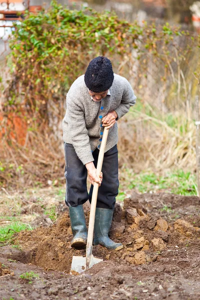 Vieux fermier creusant dans le jardin — Photo