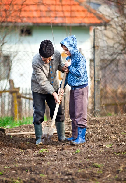 Старший фермер с внуком в саду — стоковое фото