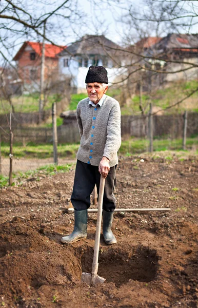 Öreg gazda ásni a kertben — Stock Fotó