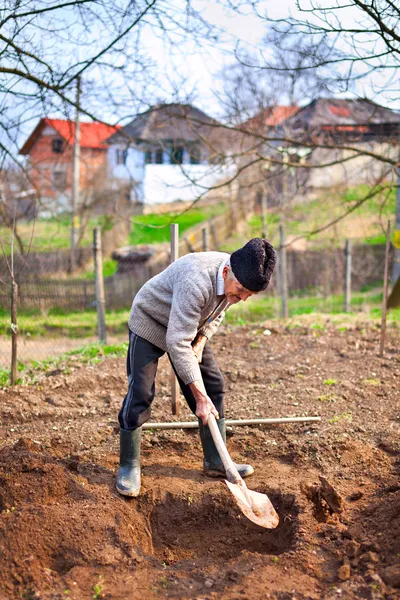 Старый фермер копает в саду — стоковое фото