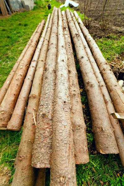 Tronchi di pino sull'erba — Foto Stock