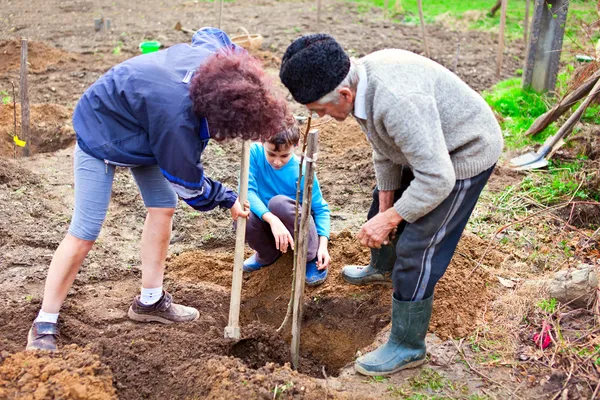 Дедушка, дочь и внук сажают деревья — стоковое фото