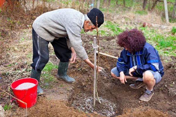 Старший фермер и дочь сажают деревья — стоковое фото