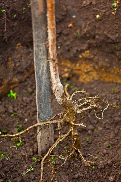 Baby plum tree root on ground — Stock Photo, Image